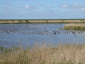Naturschutzgebiet Leyhörn