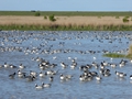 Naturschutzgebiet Leyhörn