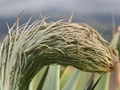 Agave attenuata