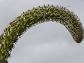 Agave attenuata