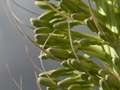 Agave attenuata