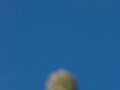Agave attenuata