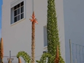 Agave attenuata