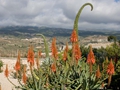 Agave attenuata