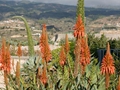 Agave attenuata