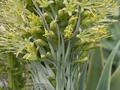 Agave attenuata