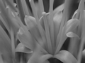 Agave attenuata