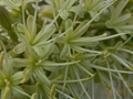 Agave attenuata