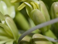 Agave attenuata
