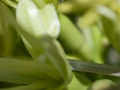 Agave attenuata