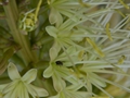 Agave attenuata