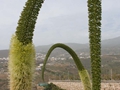 Agave attenuata
