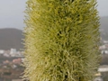 Agave attenuata