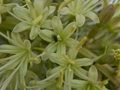 Agave attenuata