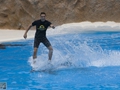 Delphin-Show im LORO-PARK auf Teneriffa