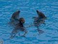 Delphin-Show im LORO-PARK auf Teneriffa