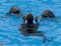 Delphin-Show im LORO-PARK auf Teneriffa