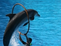 Delphin-Show im LORO-PARK auf Teneriffa