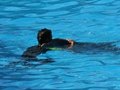 Delphin-Show im LORO-PARK auf Teneriffa