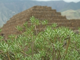 Pyramide von Guimar: Bild 17 
© by:www.digital-photo-24.de 